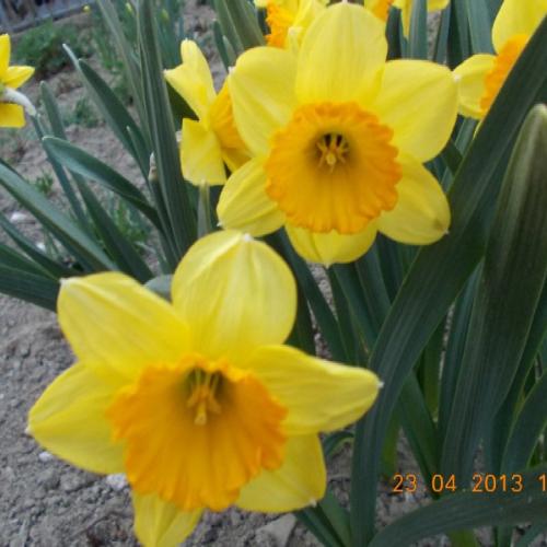 Narcis 'Loveday'