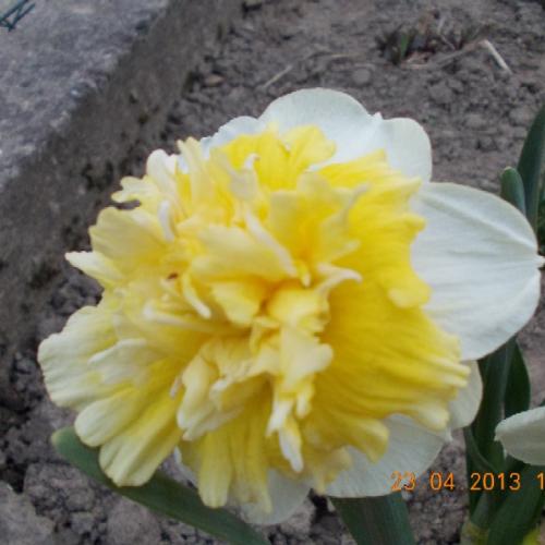 Narcis 'Ice King'