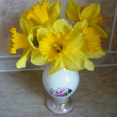 Narcisy