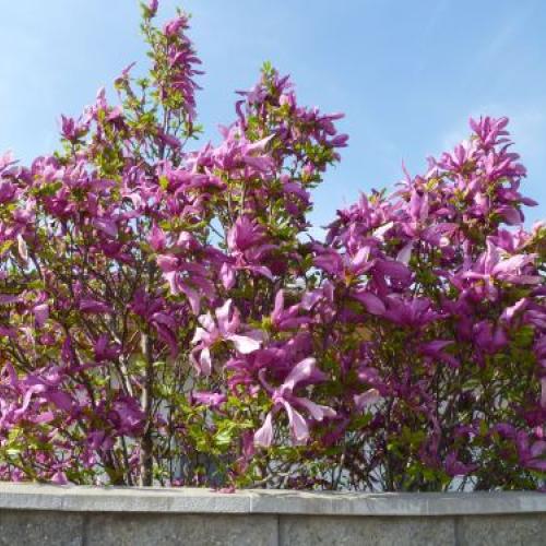 magnolia