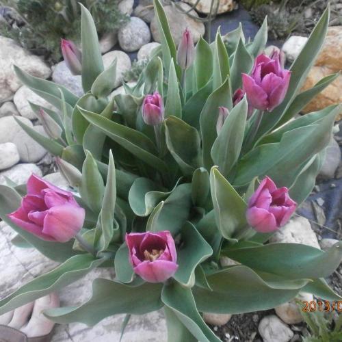 tulipan