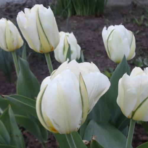 tulipány pre fanúšikov BZ :-)