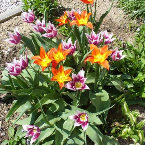 Laliokvete tulipany
