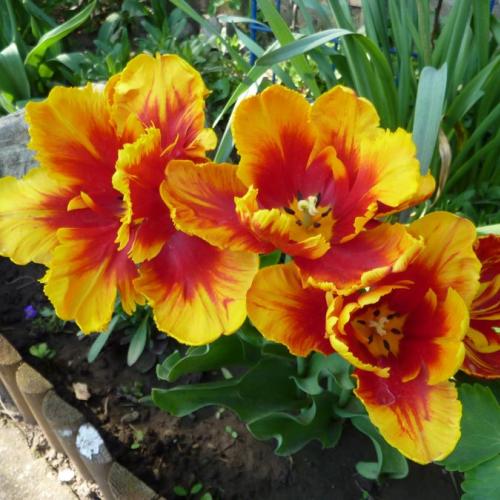 Tulipán
