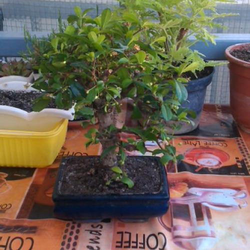 moj bonsai