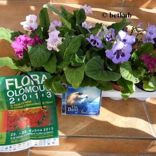 Strepsikovy pozdrav z vystavy Flora Olomouc 2013