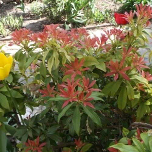 Pieris japonica - či...?