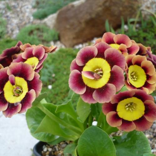 Primula x auricula ´ANCIENT SOCIETY´