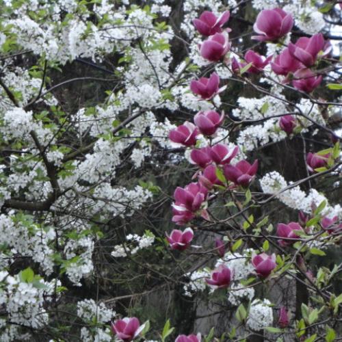 magnoliovo-višnová