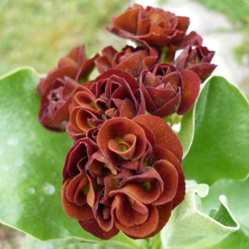 Primula x auricula ´LINCOLN CHESTNUT´