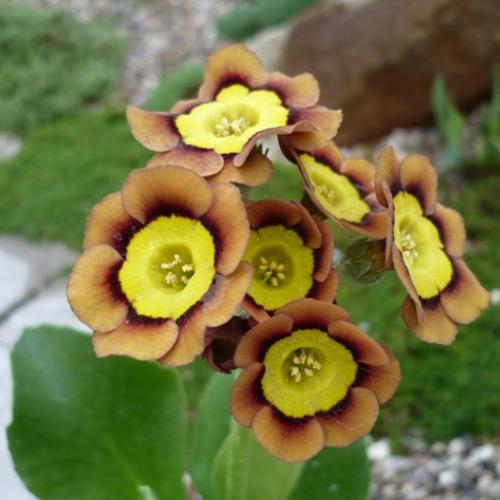 Primula x auricula ´SIRBOL´