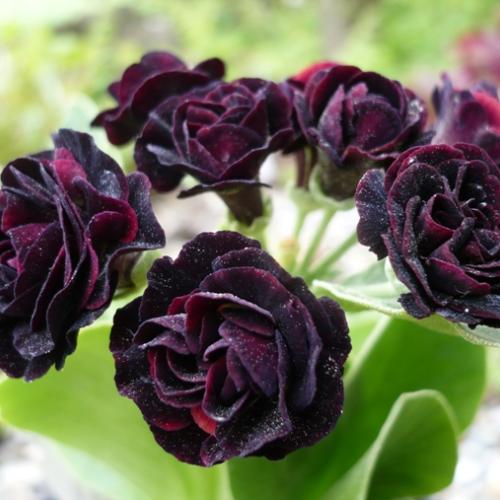 Primula x auricula ´CORRIE FILES´