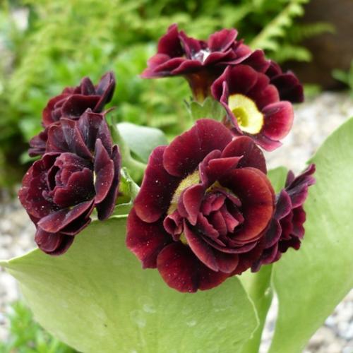 Primula x auricula ´DOYEN´