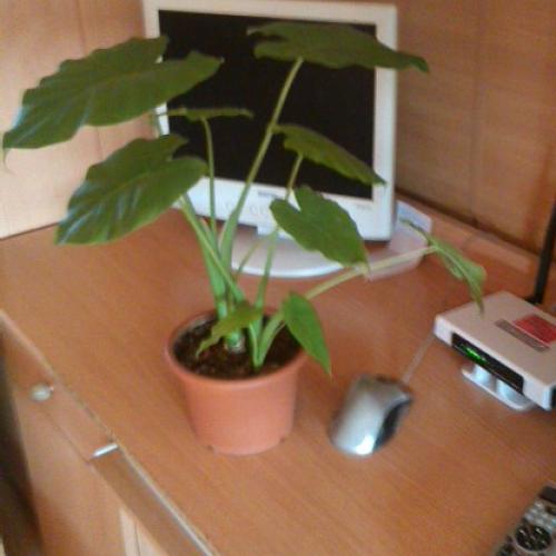 moja alokazia