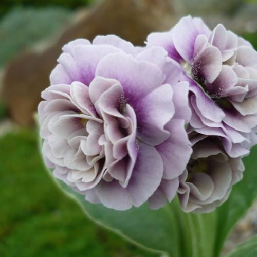Primula x auricula ´LEVERTON´