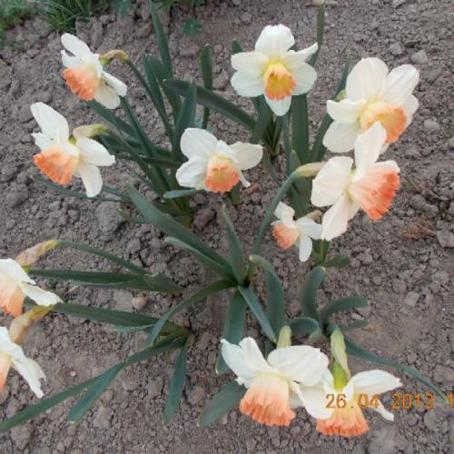 Narcis 'Pink Charm'