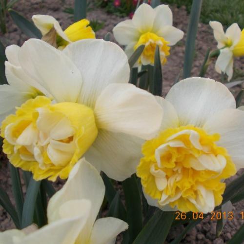 Narcis 'Wave'
