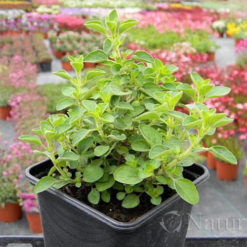 Kompaktné oregano