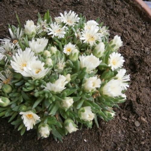 Delosperma "White nugget"