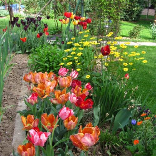 tulipánková