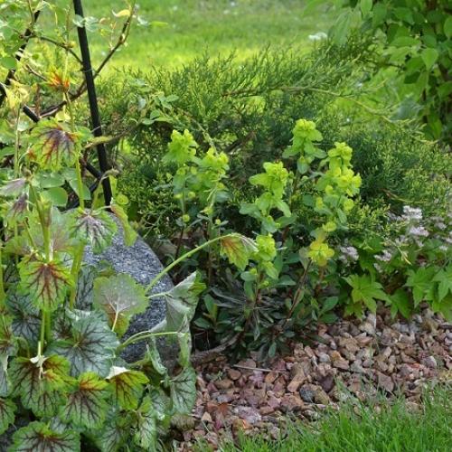 heuchera, euphorbia, mukdénia a okrasná jabloňka