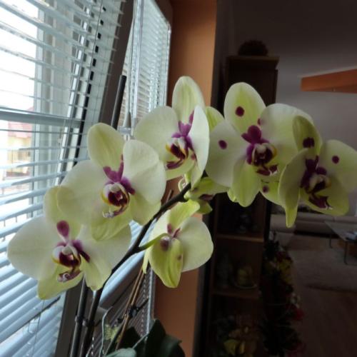 Orchidea