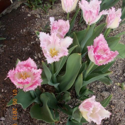 Tulipán 'Huis ten Bosch'