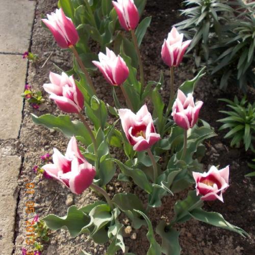 Tulipán 'Claudia'