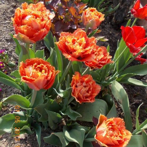 Tulipán 'Sensual Touch'