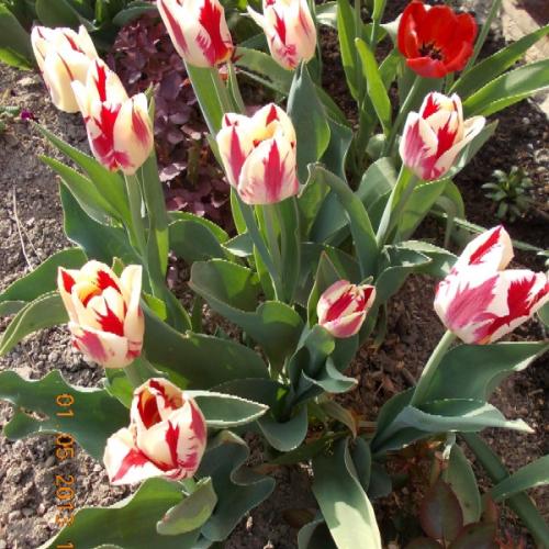 Tulipán 'Grand Perfection'
