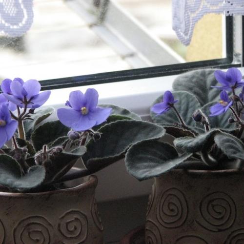 modré fialky "indigo" od babetky