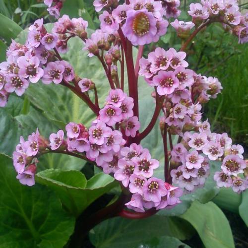 bergenia