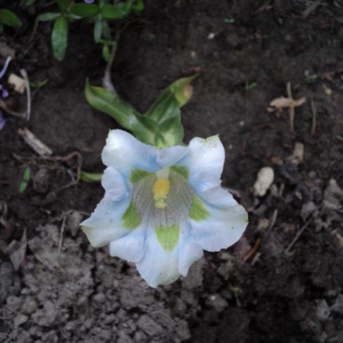 horec- gentiana paradoxa