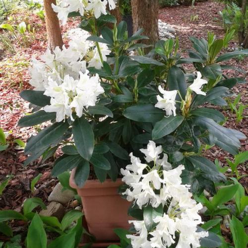 Biely rododendron