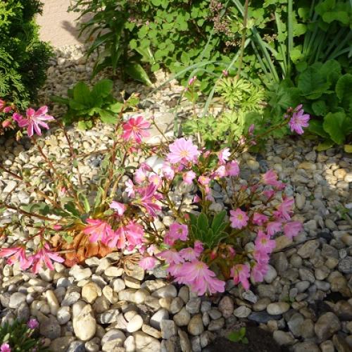 Lewisia
