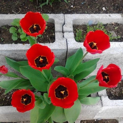 prvé jarné tulipány 