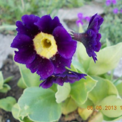 Primula auricula 4