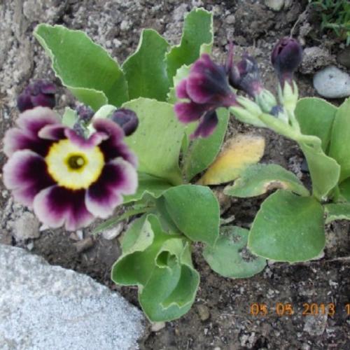 Primula auricula 5