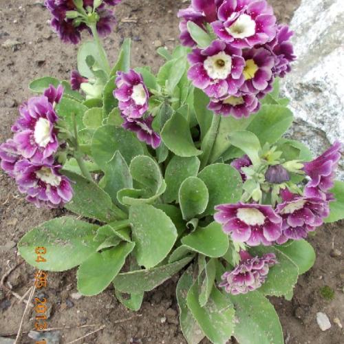 Primula auricula 6