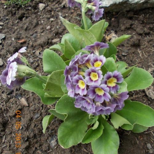 Primula auricula 7
