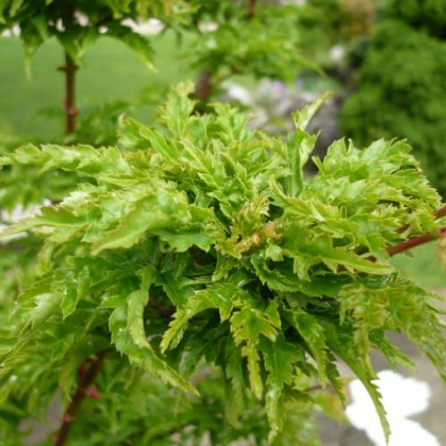 Acer palmatum (Crispifolium) ´Shishigashira´ - detail