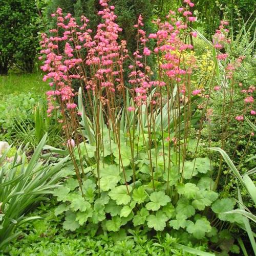 heuchera este raz