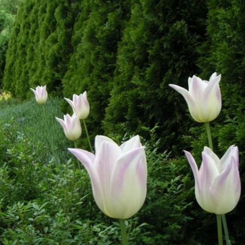 tulipánové lampióny svietia aj keď je zamračený deň
