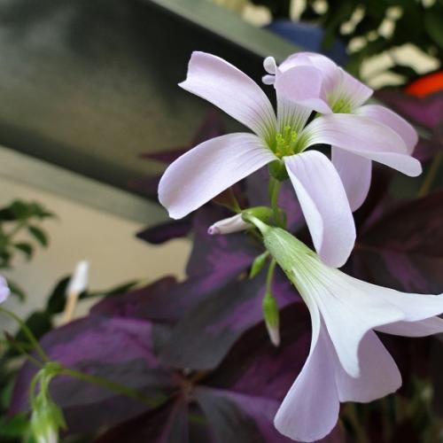 Oxalis