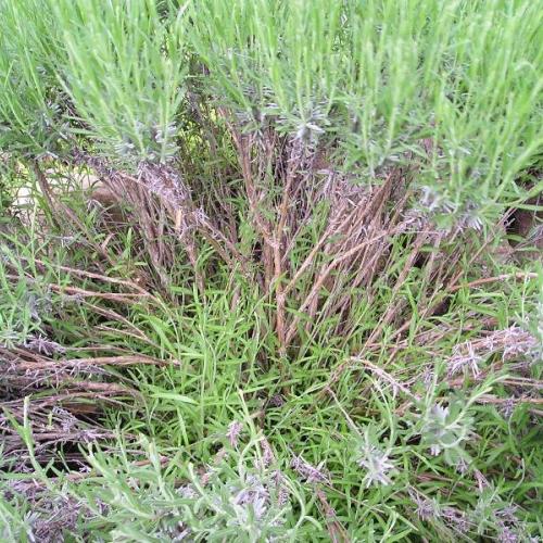 levandula