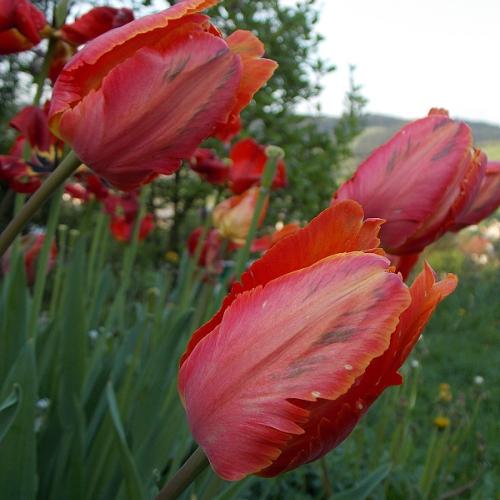 ešte tulipány