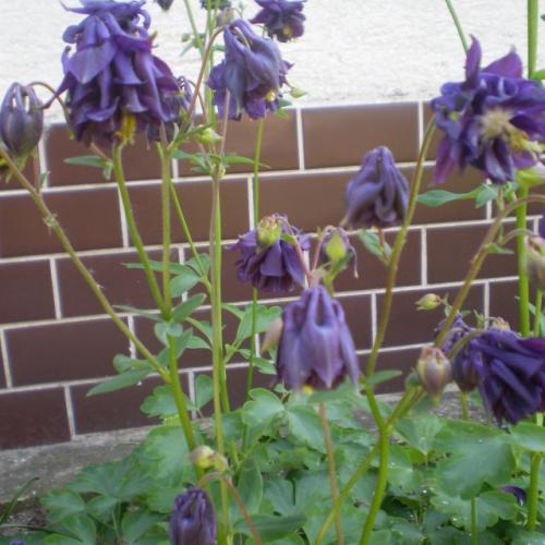 modro-orlíčkovo