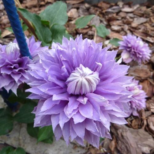 Clematis