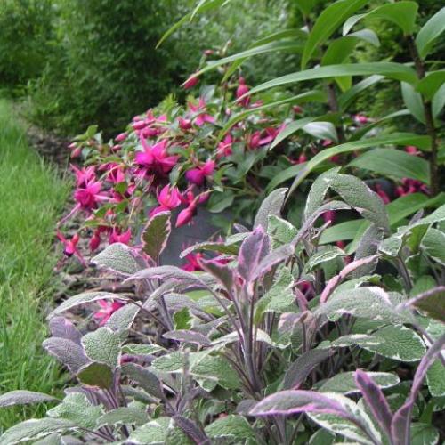 salvia tricolor s fuchsiou