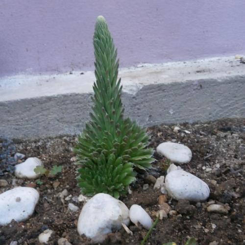 Orastachys kvitne
